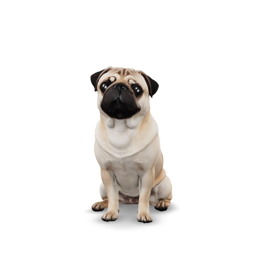 Pug Dog, фото